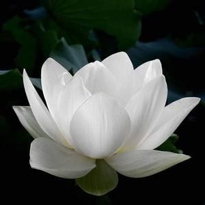 Meet your Posher, Tri